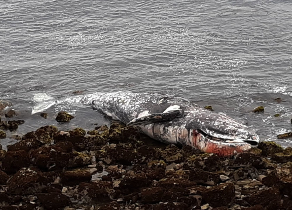 Dead Whale
